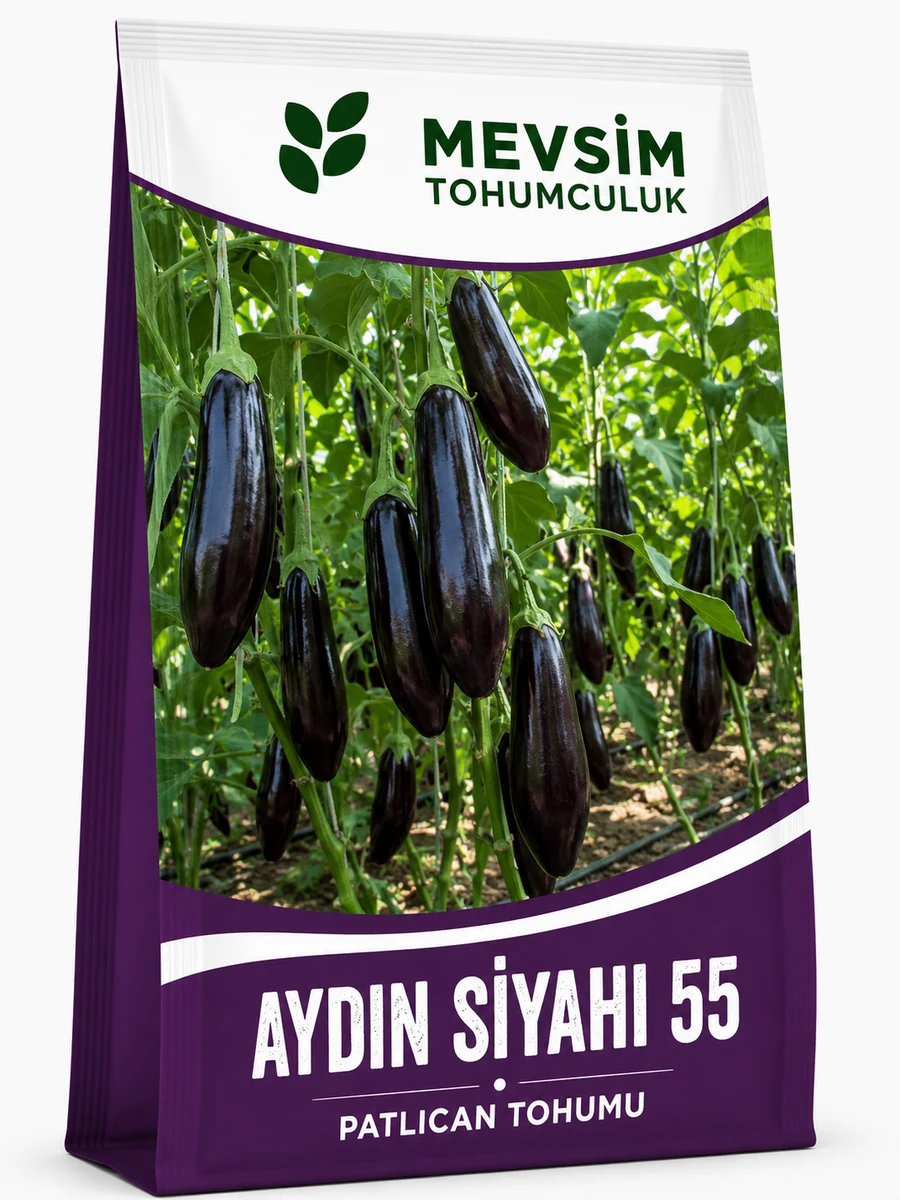 Aydın Siyahı 55 tohumu