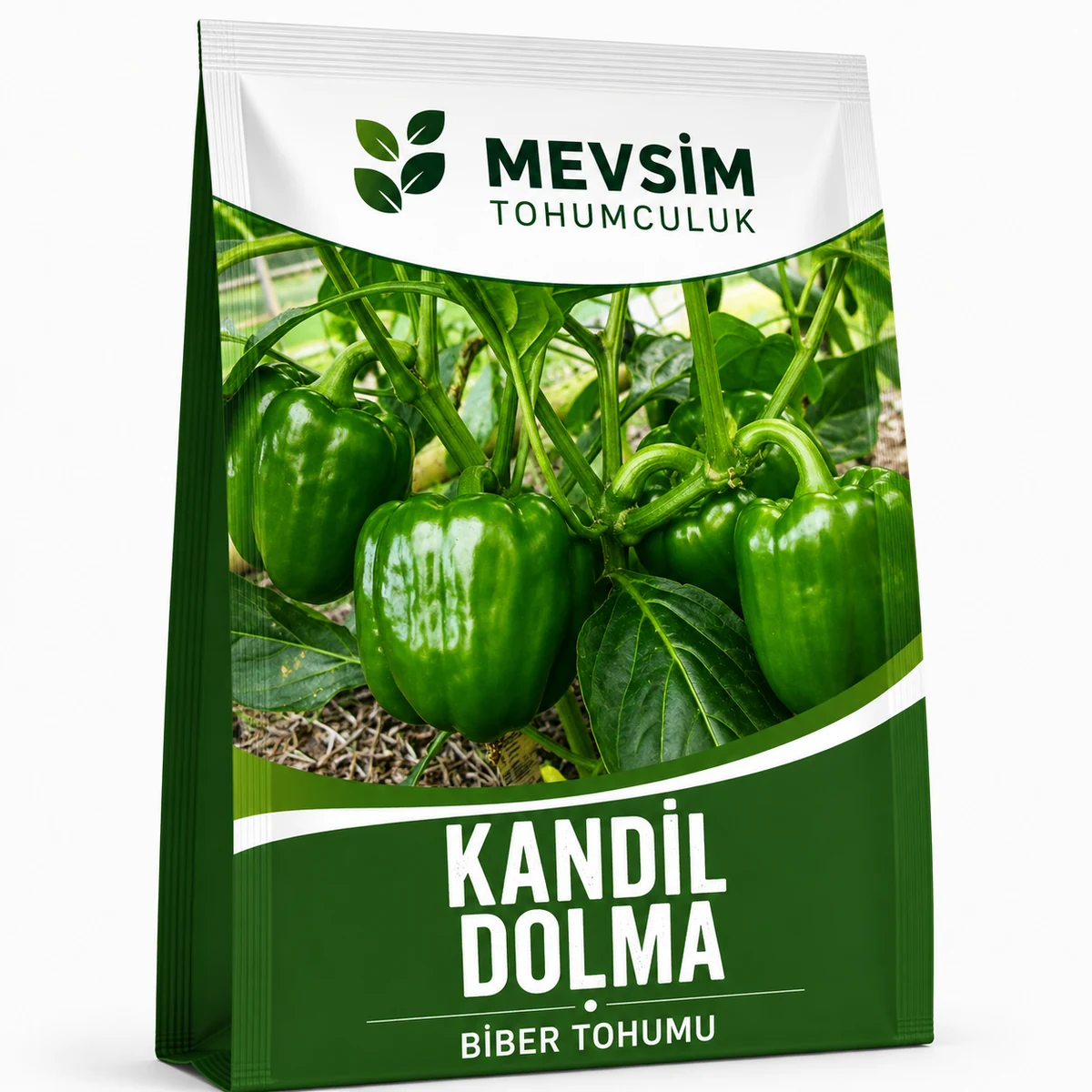 Kandil Dolma tohumu