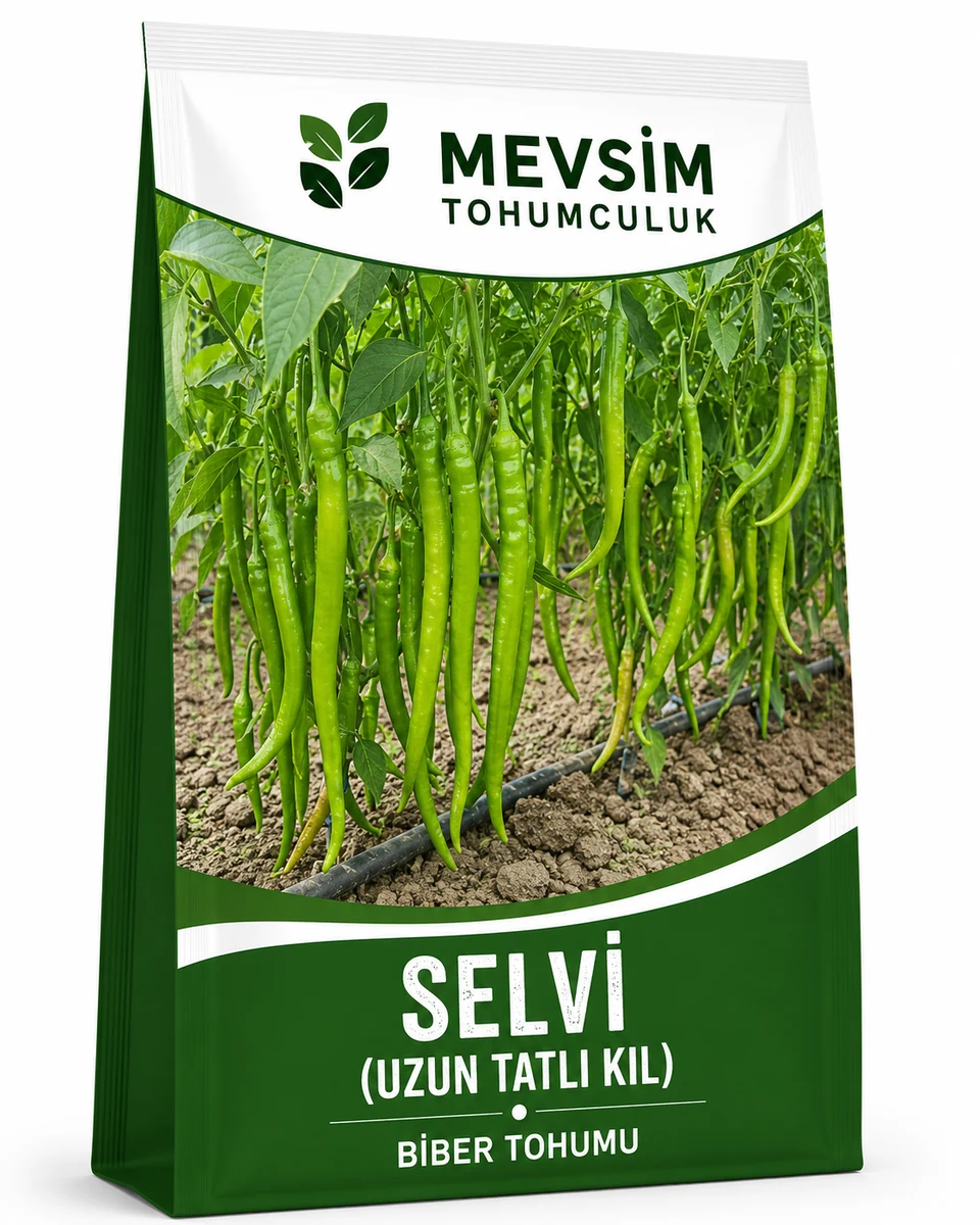 Selvi (Uzun Tatlı Kıl) tohumu
